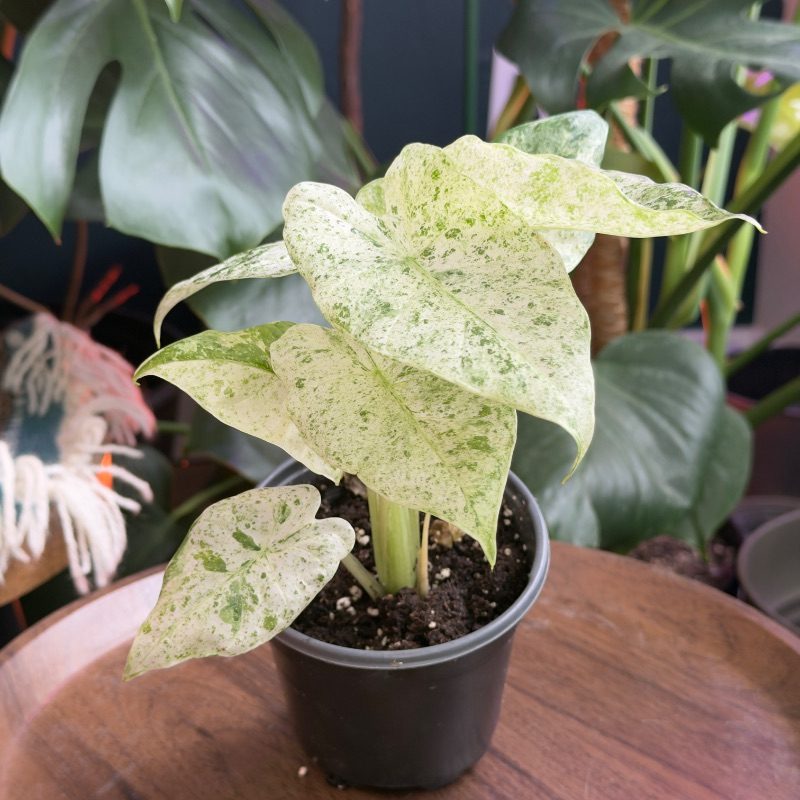 A variegated Alocasia Blizzard in a 4-inch pot at The Electric Jungle